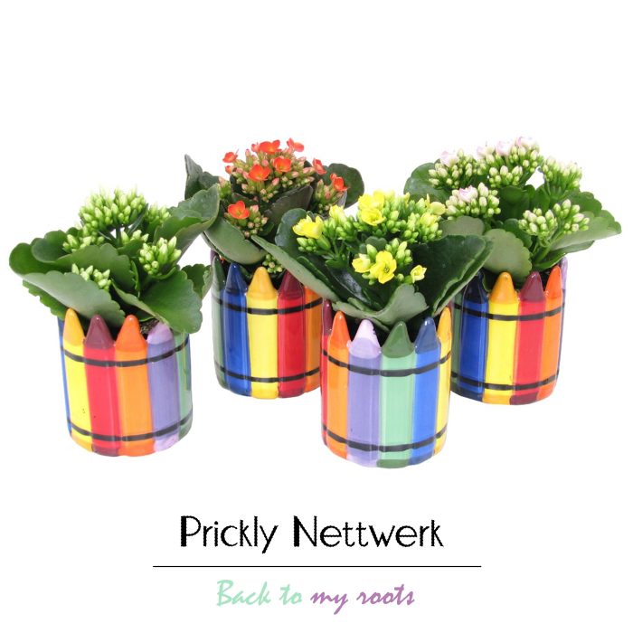 Kalanchoe gevuld 6 cm in Wasco keramiek, D 6