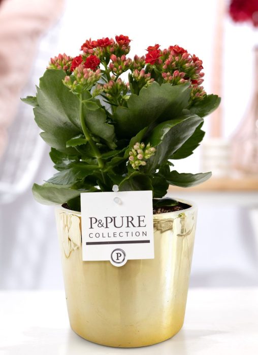 Kalanchoe red in P&PURE Laryssa ceramics shiny gold, D 12