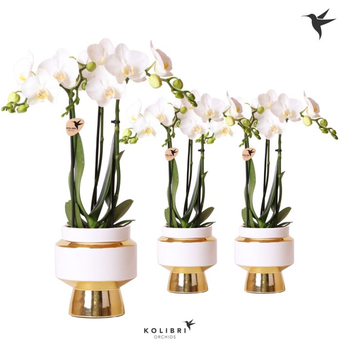 Kolibri Orchids Phalaenopsis white 3 spike in Le Chic pot gold, D 9