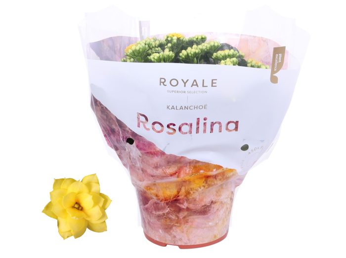 Kalanchoe Rosalina 15cm Royale Amarillo geel, D 15