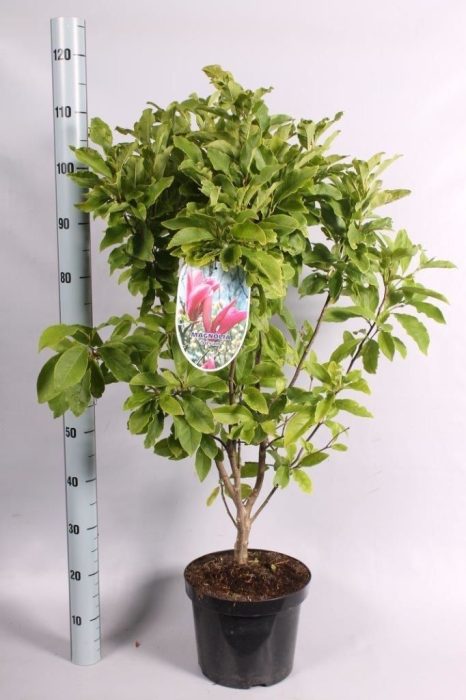 Magnolia 'Susan' geknopt, D 26