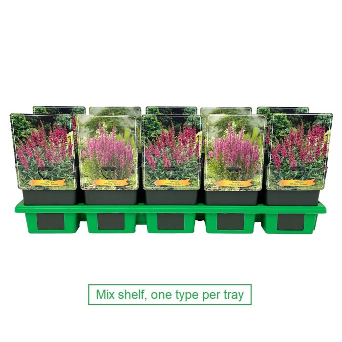 Lythrum mix laag P11, D 11