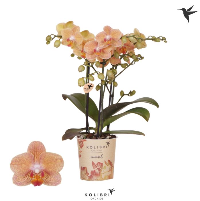 Kolibri Orchids Phalaenopsis Zimbabwe 3 spike, D 9