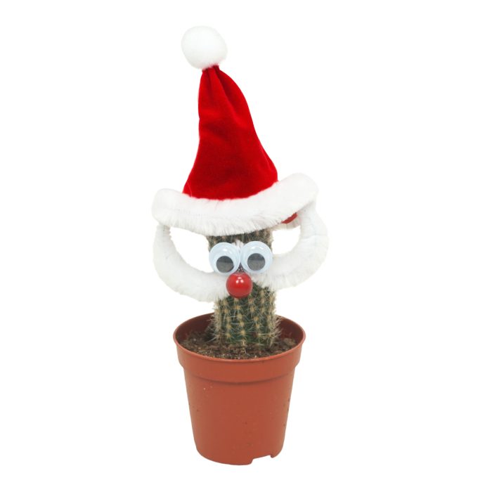 Kerstman cactus 5,5 cm, D 5,5