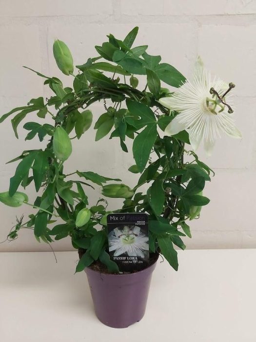 544 PLC : Pot 13 cm Passiflora overig " Snow Queen", D 13