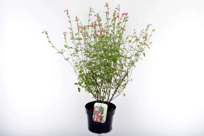Salvia microphylla Hotlips, D 17