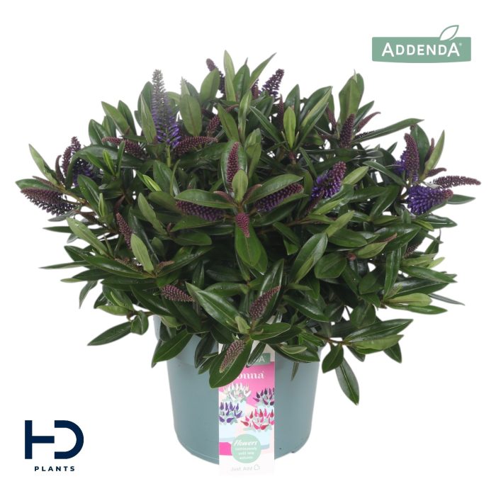 Hebe Addenda Dark Purple compact struik p17, D 17