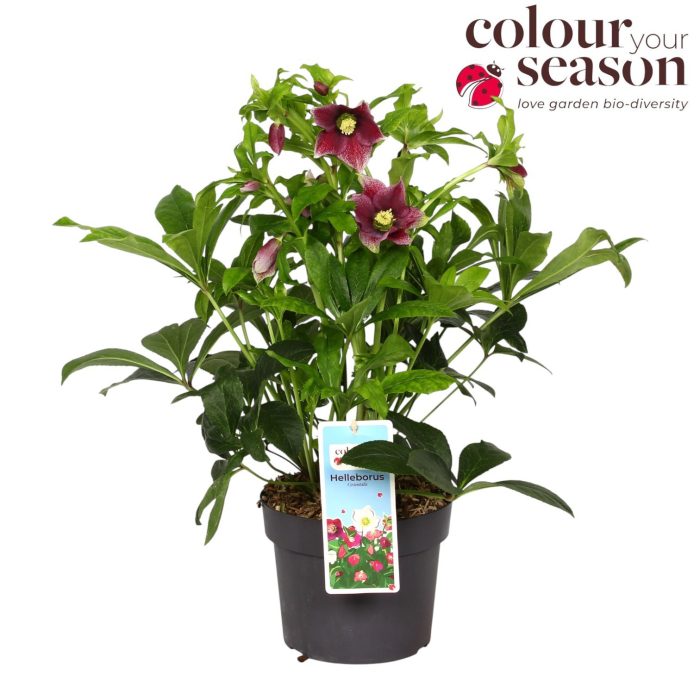 Helleborus Viv Eloisa P19, D 19