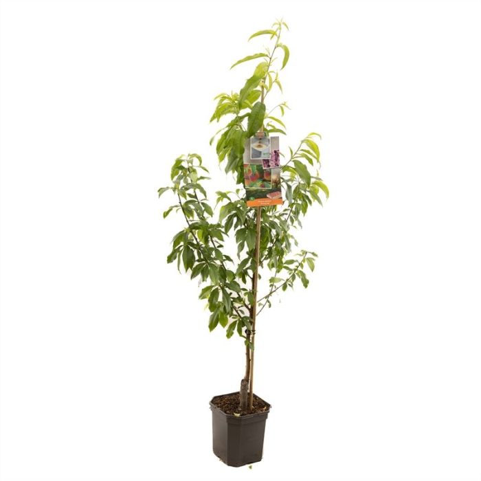 Prunus persica Peregrine laagstam VERS GEPOT, Perzik, D 24