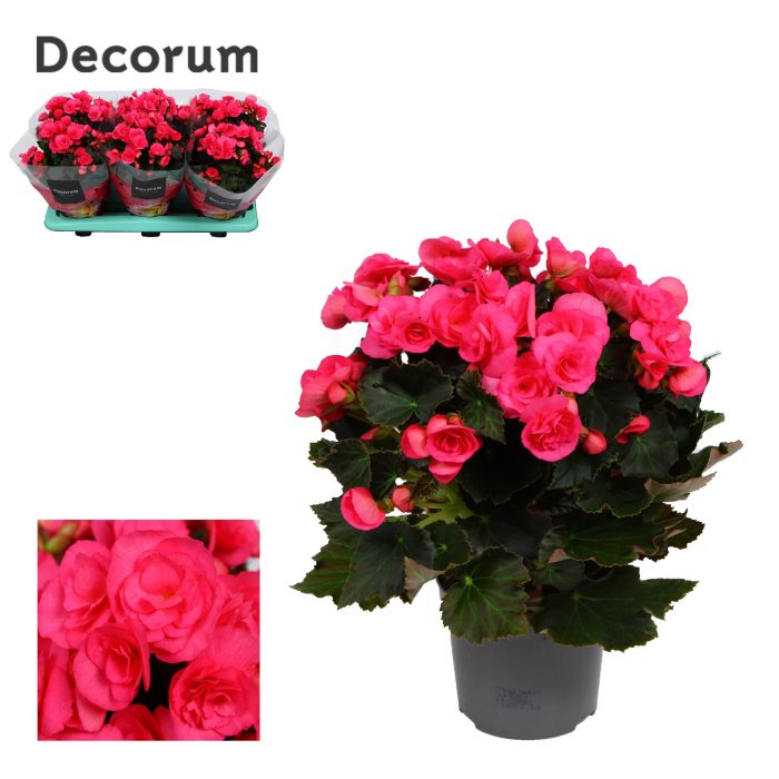 Begonia Adonia pink 14 cm, D 14