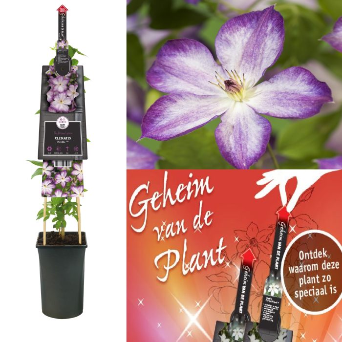 Clematis Pernille PBR +3.0 label+ secret of the plant NL, D 17