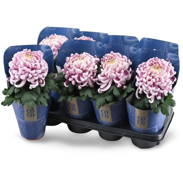Chrysanne CoCo Pink, D 13