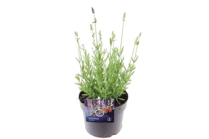 Lavandula ang. Ardeche blue, D 17