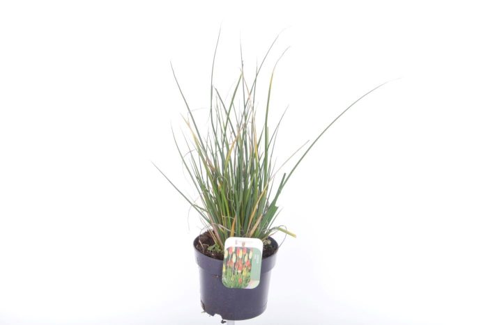Kniphofia Poco Citron, D 17
