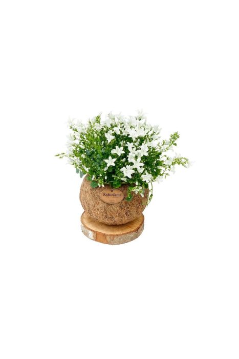 Kokodama 15 cm Trunk Campanula White 'Addenda', D 15