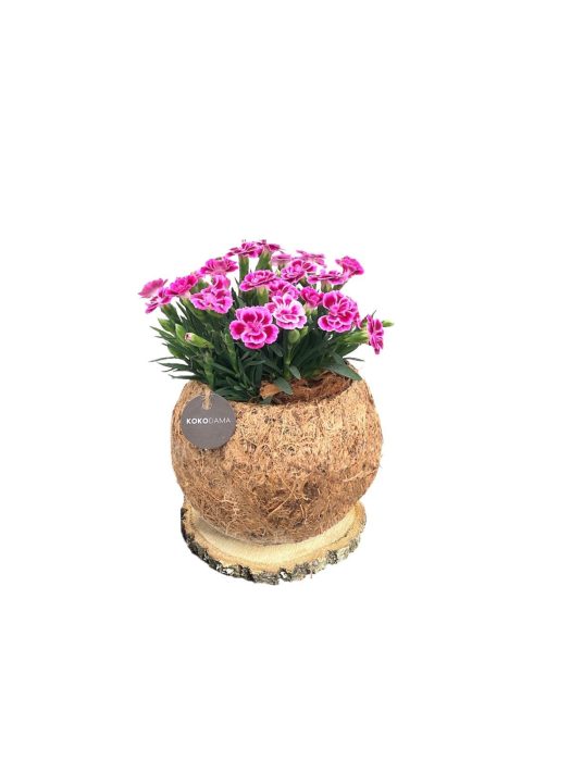 Kokodama 15 cm Trunk Dianthus Pink Kisses, D 15