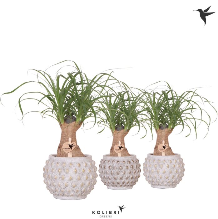 Kolibri Greens Beaucarnea in Marrakesh pot gold copper mix, D 9