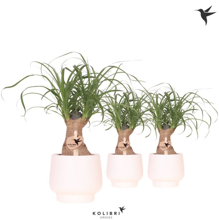 Kolibri Greens Beaucarnea in Scandic pot white, D 9