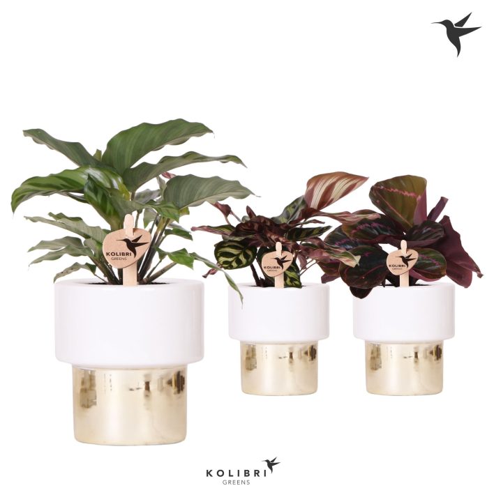 Kolibri Greens Calathea mix in Lush pot gold, D 9
