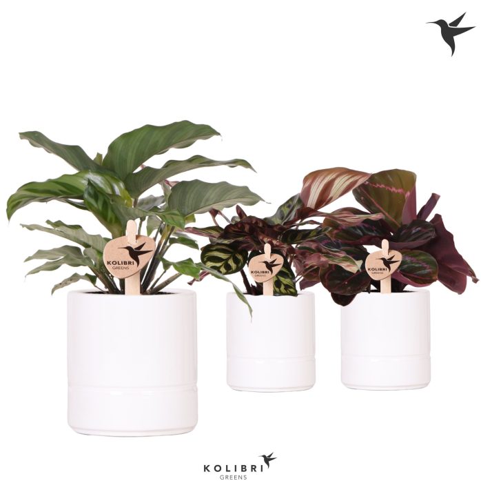Kolibri Greens Calathea mix in Pastel pot white, D 9