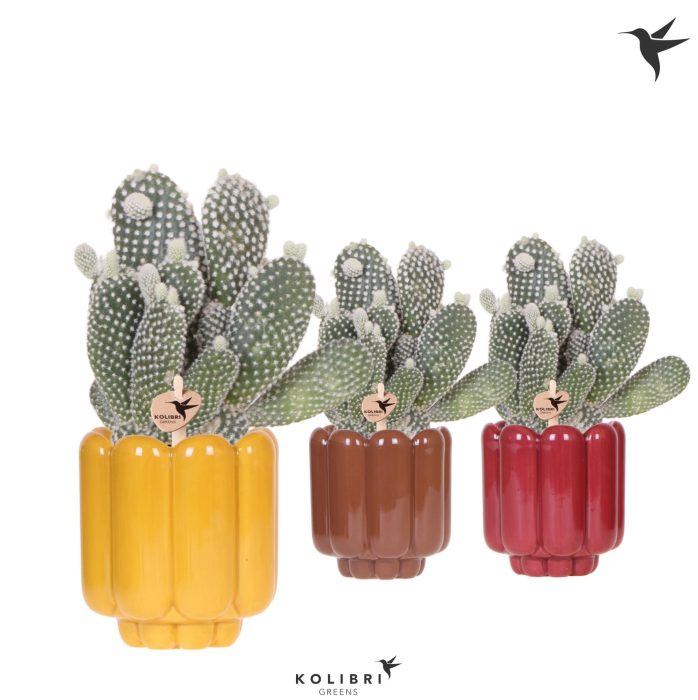 Kolibri Greens Opuntia white in Retro pot yellow mix, D 9