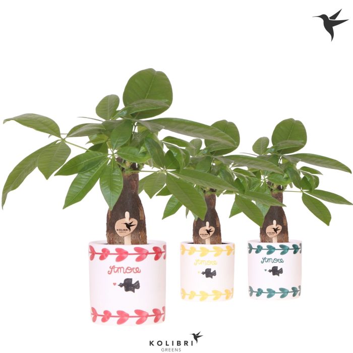 Kolibri Greens Pachira in Amore pot mix, D 9