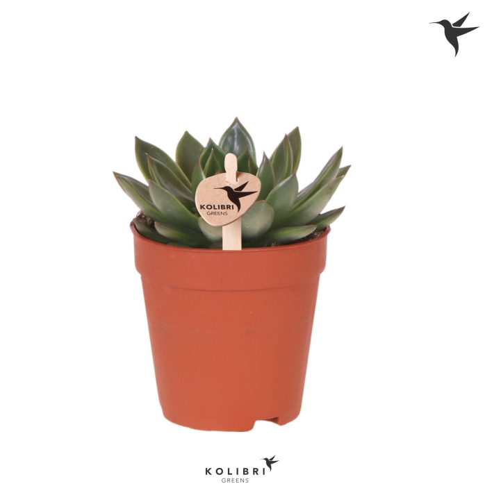 Kolibri Greens Succulenten Echeveria Albali, D 9