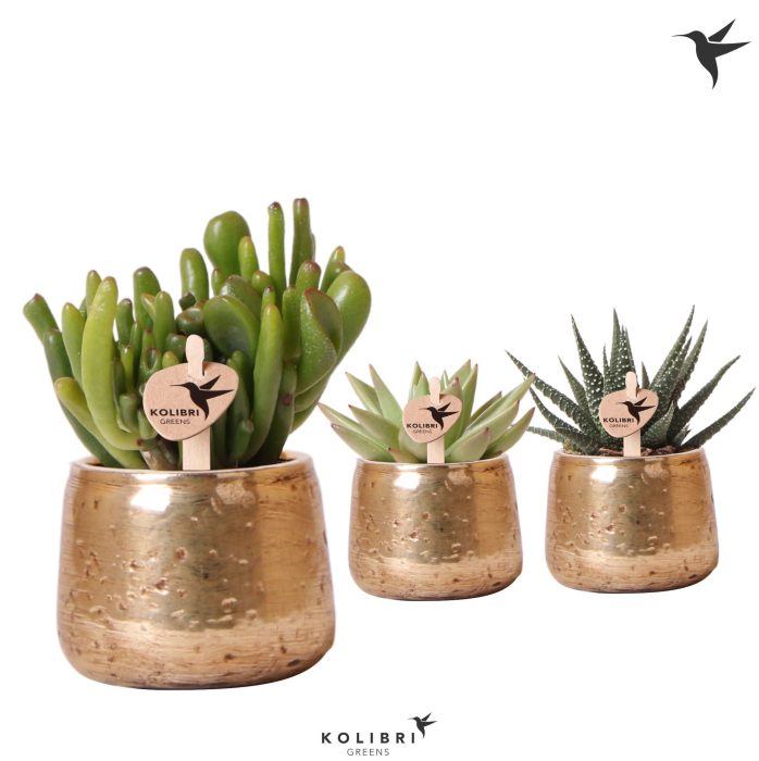 Kolibri Greens Succulenten mix in Luxury pot gold, D 6