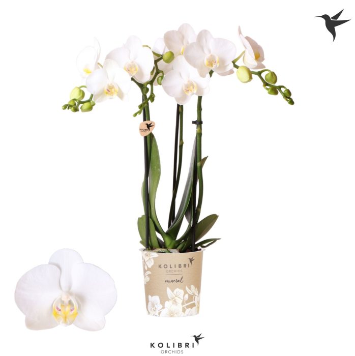 Kolibri Orchids Phalaenopsis Amabilis 3 spike, D 9