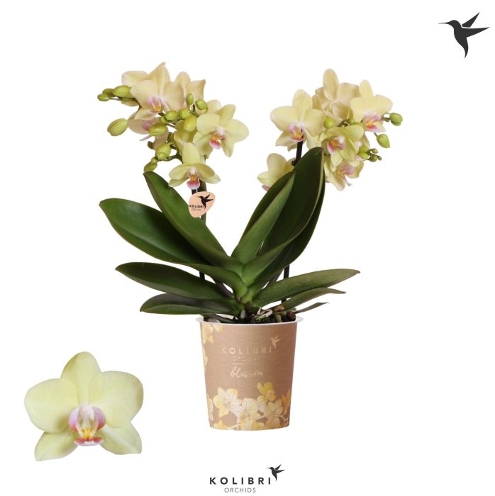 Kolibri Orchids Phalaenopsis Blossom Paraguay 2 spike, D 9