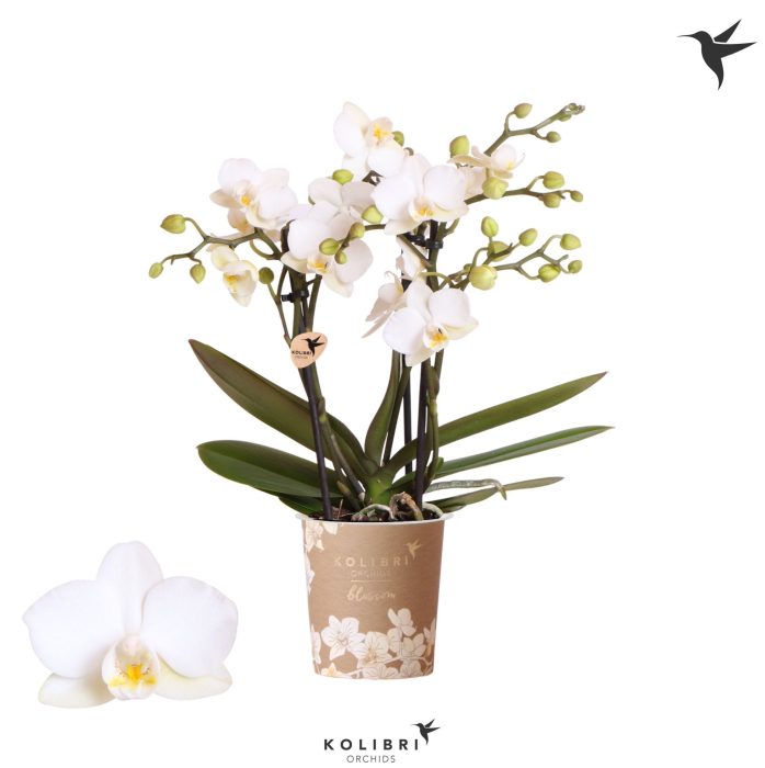 Kolibri Orchids Phalaenopsis Blossom Zurich 3 spike, D 9