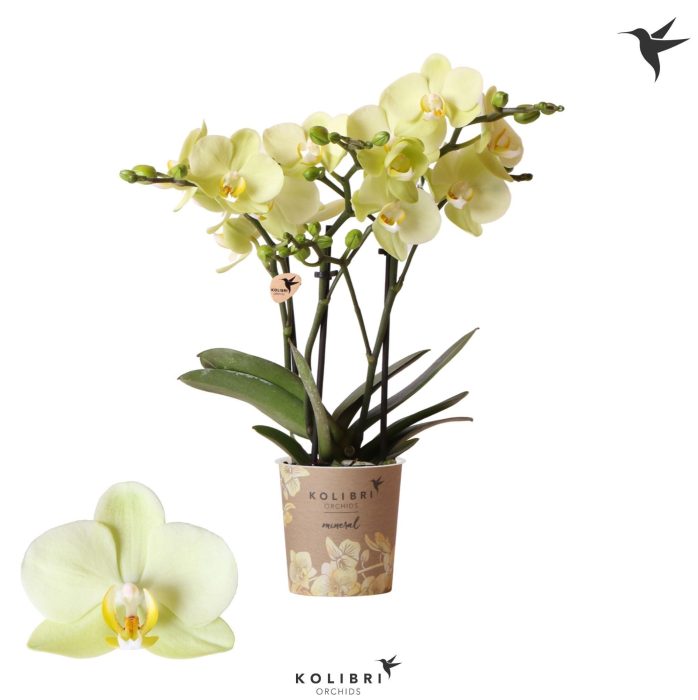 Kolibri Orchids Phalaenopsis Cali 3 spike, D 9