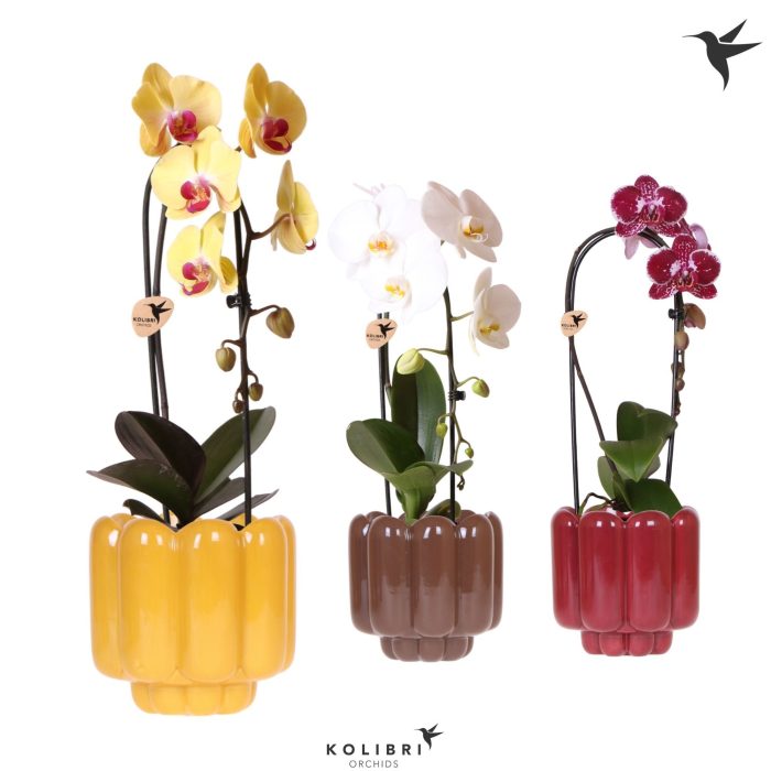 Kolibri Orchids Phalaenopsis Cascade Niagara Fall mix 1 spike in Retro pot yellow mix, D 12