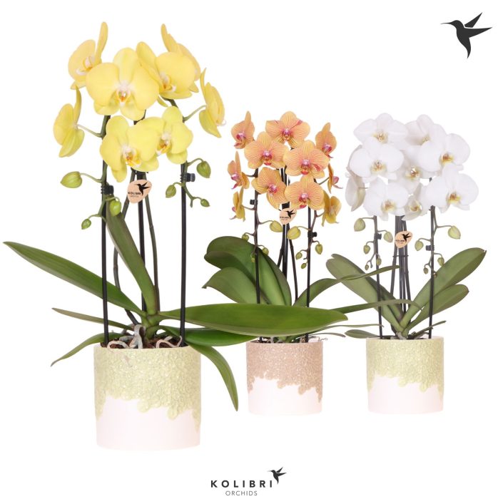 Kolibri Orchids Phalaenopsis Cascade Niagara Fall mix 2 spike in Bloom pot sand mix, D 12
