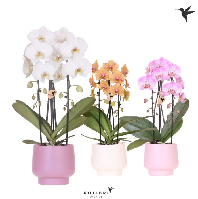 Kolibri Orchids Phalaenopsis Cascade Niagara Fall mix 2 spike in Scandic pot pink mix, D 12