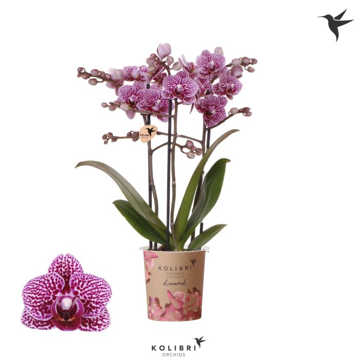 Kolibri Orchids Phalaenopsis Diamond Australia 3 spike, D 9