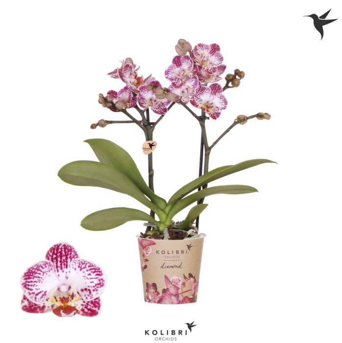 Kolibri Orchids Phalaenopsis Diamond Bora Bora 2 spike, D 9