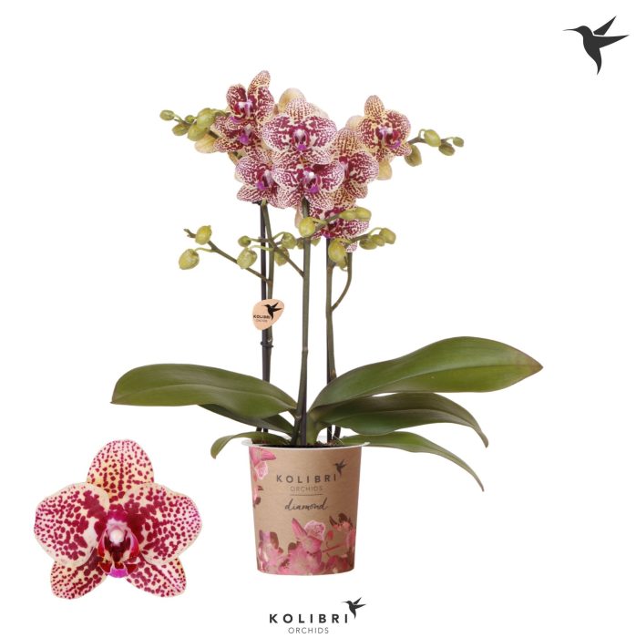Kolibri Orchids Phalaenopsis Diamond Ghana 3 spike, D 9