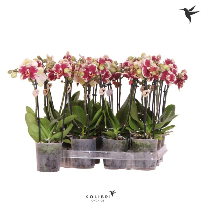 Kolibri Orchids Phalaenopsis Diamond Spain 2 spike no etiket, D 9