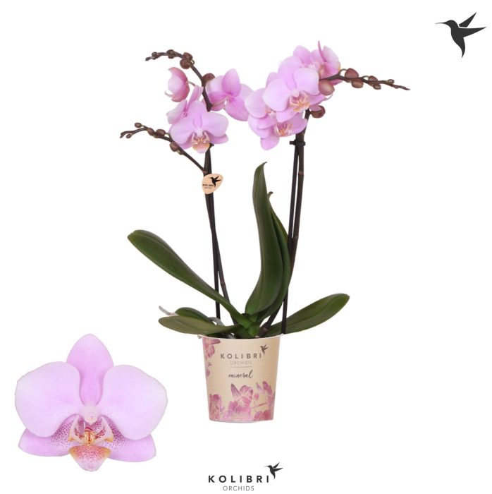 Kolibri Orchids Phalaenopsis Ecuador 2 spike, D 9