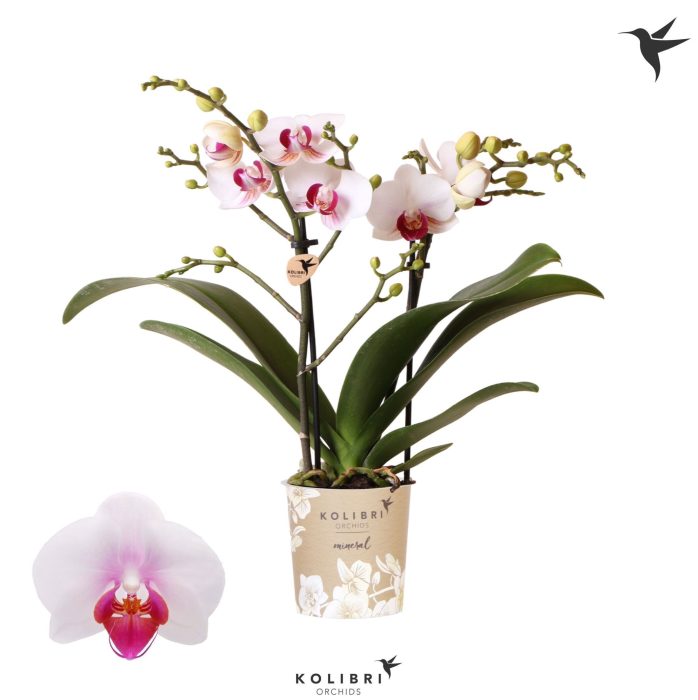 Kolibri Orchids Phalaenopsis Gibraltar 2 spike, D 9