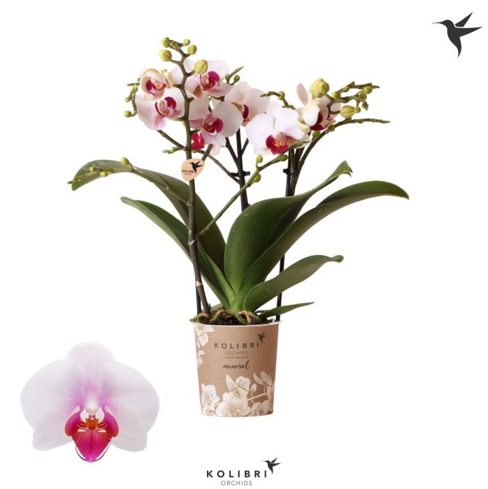 Kolibri Orchids Phalaenopsis Gibraltar 3 spike, D 9