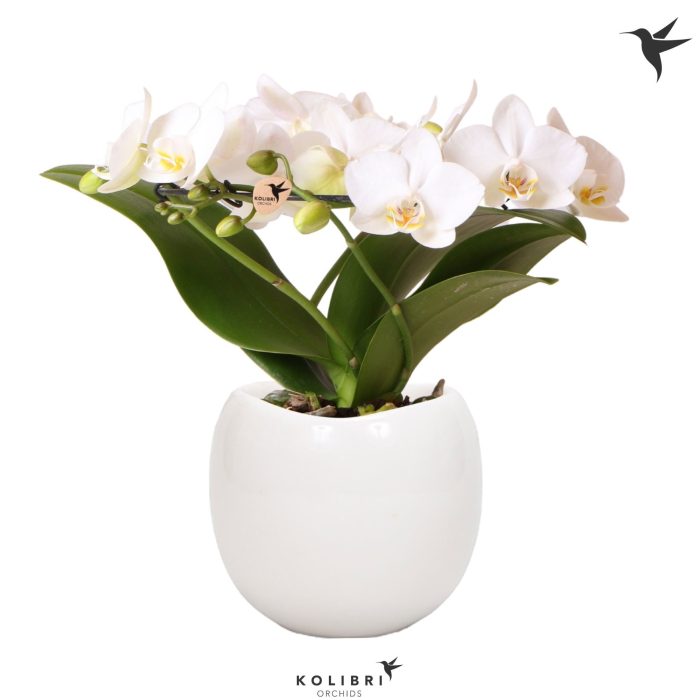 Kolibri Orchids Phalaenopsis Halo white in Bowl pot, D 9