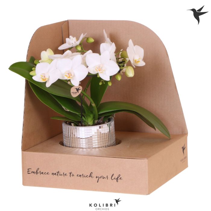 Kolibri Orchids Phalaenopsis Halo white in Disco pot in showbox, D 9