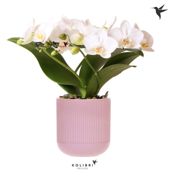 Kolibri Orchids Phalaenopsis Halo white in Flare pot purple, D 9