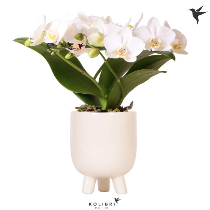 Kolibri Orchids Phalaenopsis Halo white in Gummy pot travertine, D 9
