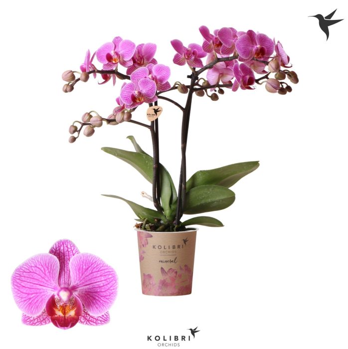 Kolibri Orchids Phalaenopsis Hamburg 2 spike, D 9