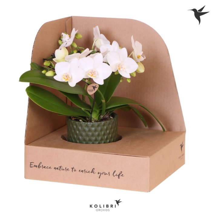 Kolibri Orchids Phalaenopsis Halo white in Diamond pot green in showbox, D 9