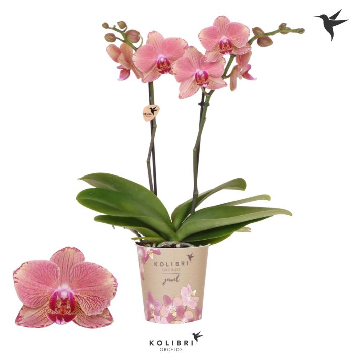 Kolibri Orchids Phalaenopsis Jewel Pirate Picotee 2 spike, D 12