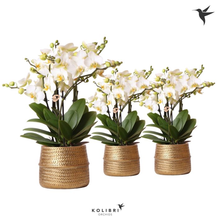 Kolibri Orchids Phalaenopsis Lausanne 6spike in groove gold, D 12